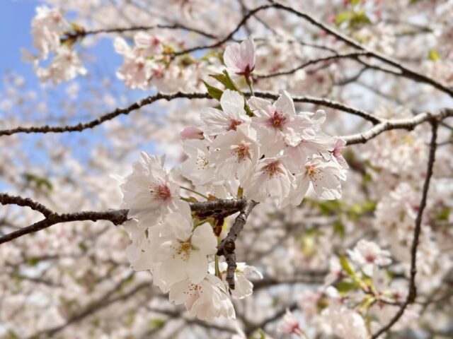 【お知らせ】4月10日（金）臨時休診とさせていただきます｜諫早　すみれ鍼灸整骨院